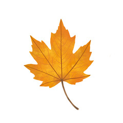 Fototapeta premium Watercolor orange maple leaf isolated on transparent background