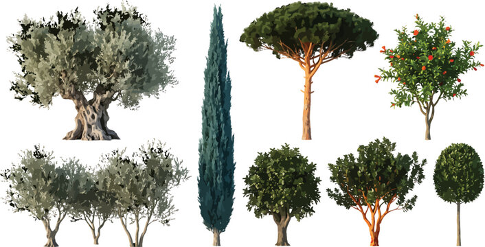 Collection of Mediterranean trees including olive cypress pine and pomegranate isolated on white background for architectural visualization and landscape design projects in vector format