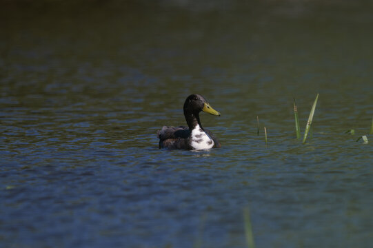 duck in the water