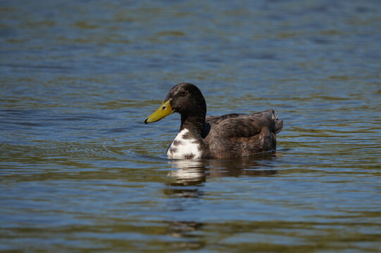 duck on the water
