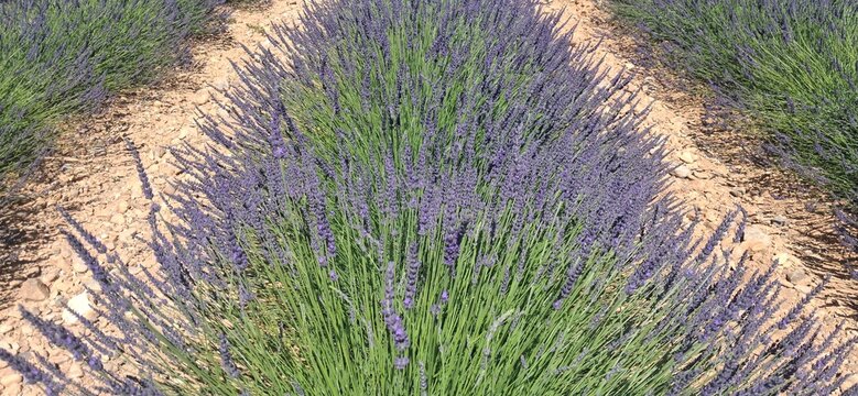 Valensole