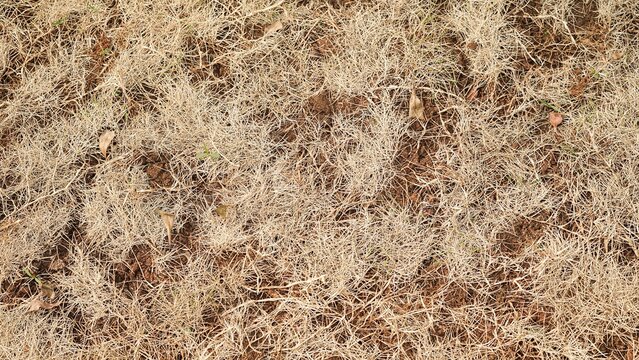 Dry grass texture background with natural organic pattern