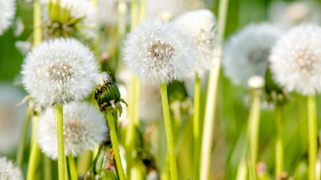 dandelion in the grass