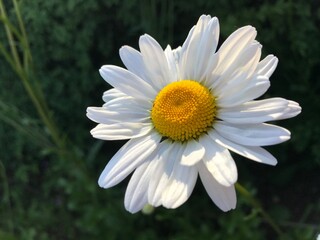Fototapeta premium Daisy - Light & Shadows