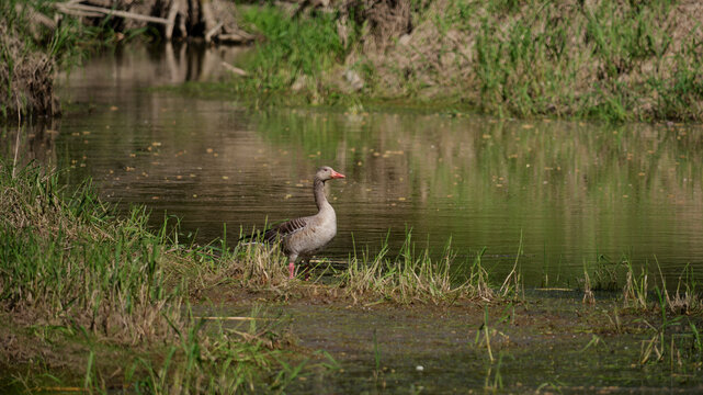 Greylag goose on the pond bank