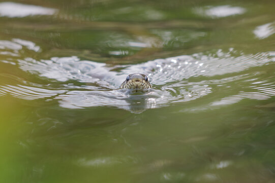 A grass snake swimming in a pond, Natrix natrix