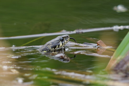 A grass snake swimming in a pond, Natrix natrix