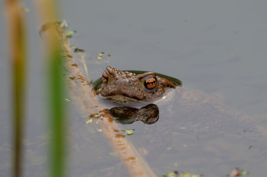 frog in the pond