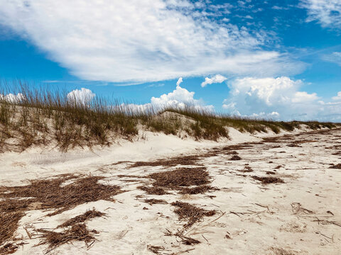 Sand Dunes Seaweed