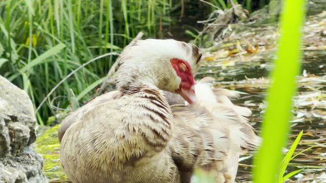 A calm Muscovy duck contentedly preens its soft feathers by a serene pond. The beautiful bird enjoys a peaceful moment surrounded by lush green grass.