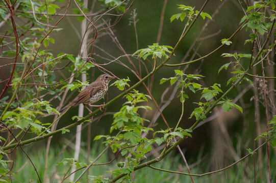Song thrush (Turdus philomelos) perched on a branch among green leaves