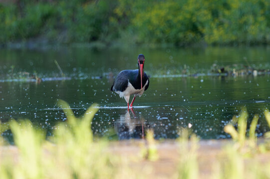 A black stork walking in the water of the Vistula River, Ciconia nigra