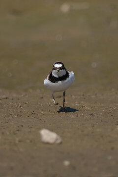 Small shorebird foraging for food on wet mud in sunny day.