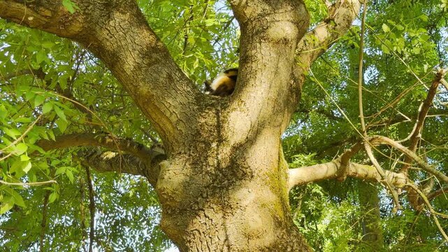 A cozy calico cat rests peacefully high up in a giant mossy tree. The cute pet feels completely safe and relaxed, nestled among bright green leaves on a beautiful sunny day.