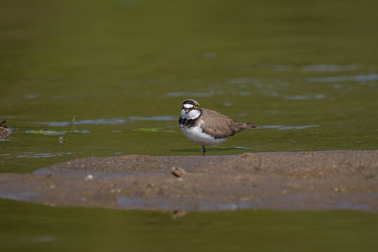 Small shorebird foraging for food on wet mud in sunny day.