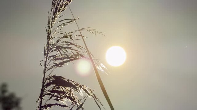 A lonely reed sways gently against the bright shining sun. This peaceful view fills the heart with quiet nostalgia and pure joy.