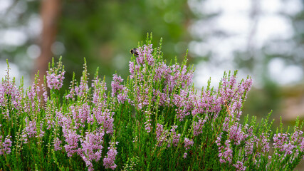 Close up of beautiful blooming purple heather flowers with a small bumblebee gathering nectar against a blurred background. © Mikhail Andreev