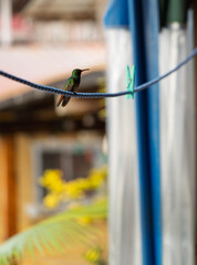 colibri sur fil à linge avec pinces, bocas del toro, Panama  © AS.UNTERREINER