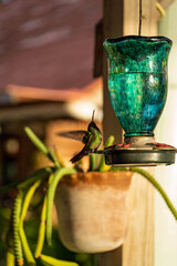 Obraz premium colibri ailes déployées, bocas del toro, Panama