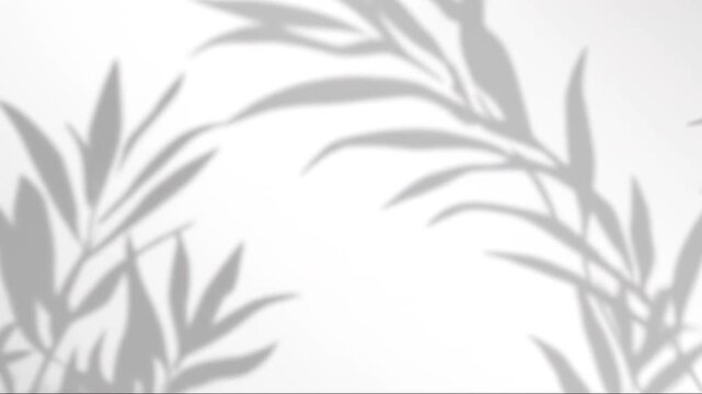 Elegant grey plant leaf shadows swaying on pure white wall loop / 真っ白な壁に映る洗練されたグレーの葉の影が静かに揺れるミニマル抽象ループ 1