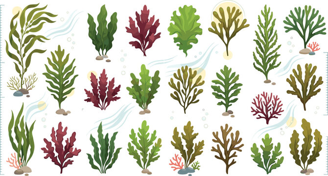 Seaweed and marine algae vector icons set with underwater plants kelp corals and aquatic flora elements collection