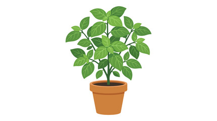 Fototapeta premium A potted green plant with vibrant leaves sits on a plain white background in a terracotta pot.