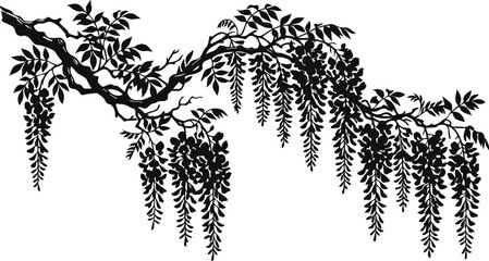 Vintage wisteria branch vector illustration, black silhouette of hanging flower clusters and leaves, botanical garden floral design element isolated on White Background © noor
