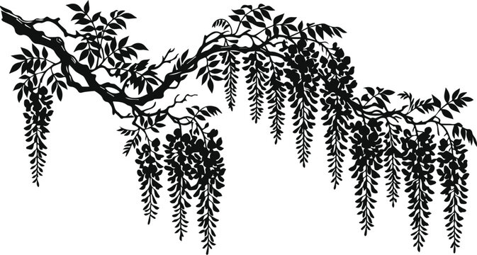 Vintage wisteria branch vector illustration, black silhouette of hanging flower clusters and leaves, botanical garden floral design element isolated on White Background