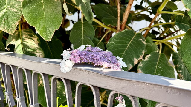 Close up shot of Hydrangea aspera blooming over a grey metal fence in Munich Germany