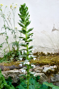 Close up shot of Acanthus mollis flower spike against rustic stone wall in Munich Germany