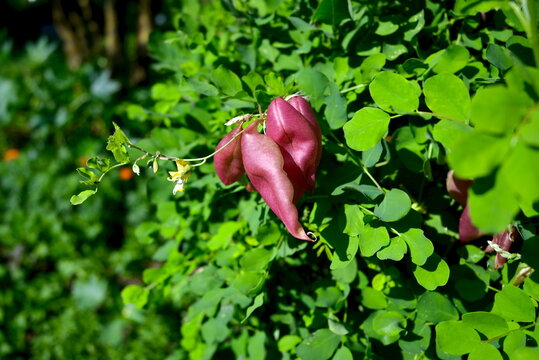 Inflated pink seed pods of Colutea arborescens in Munich garden background