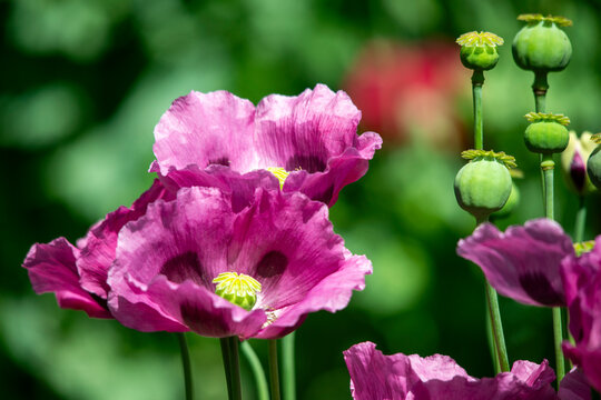 opium poppy (Papaver somniferum) flowers and seed heads with green out of focus background.