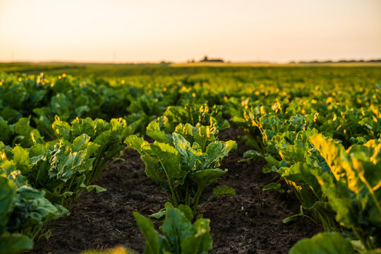 Green sugar beet field growing under golden sunset light embodying agriculture, harvest, and sustainability