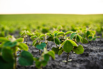 Fototapeta premium Green soybean plants growing in dry soil, sun shining on an agricultural field for farming, sustainability concept
