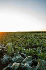 Fototapeta premium Green vegetable crops growing in fertile agricultural field under sunset light, showing organic farming and sustainable production