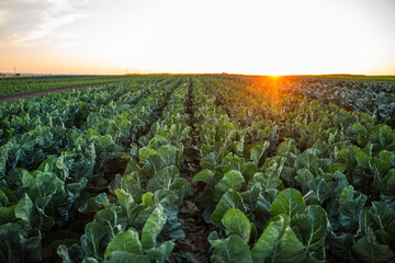 Fototapeta premium Green vegetable crop field growing under golden sunset sky showcasing agriculture and sustainability