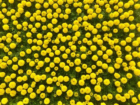 Field of large yellow marigolds with pompom flowers