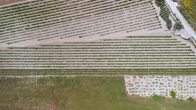 In Ta' Qali, Malta, neatly aligned crop rows stretch across Mediterranean farmland, showing patterned vegetation and cultivated soil from a drone perspective.