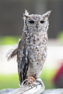Spotted Eagle-Owl perched on wooden post with falconry jesses, close-up portrait with bokeh background
