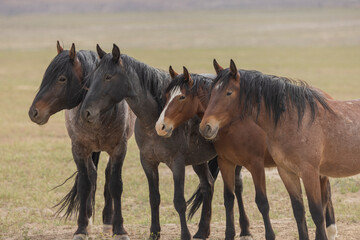 Fototapeta premium Wild Horses in the Utah Desert in Springtime