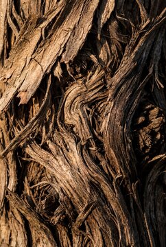 Old tree bark texture macro