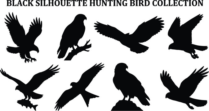 Collection of black silhouettes of hunting birds of prey including eagles hawks and falcons isolated on white