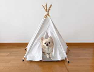 Cute chihuahua dog sitting in her house © Camfrae