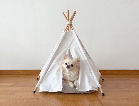 Cute chihuahua dog sitting in her house