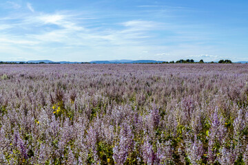 Obraz premium Champ de sauge commune au printemps dans les Alpes-de-Haute-Provence
