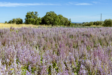 Obraz premium Champ de sauge commune au printemps dans les Alpes-de-Haute-Provence