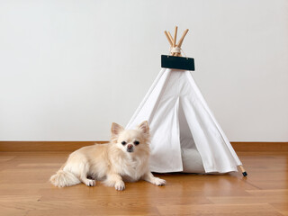 Cute chihuahua dog with long hair lying next to her house © Camfrae