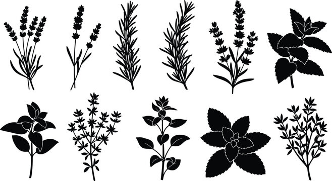 Fresh Herbs Vector Icon Set with Lavender Rosemary Mint Thyme Basil Leaves and Aromatic Cooking Ingredient Silhouettes
