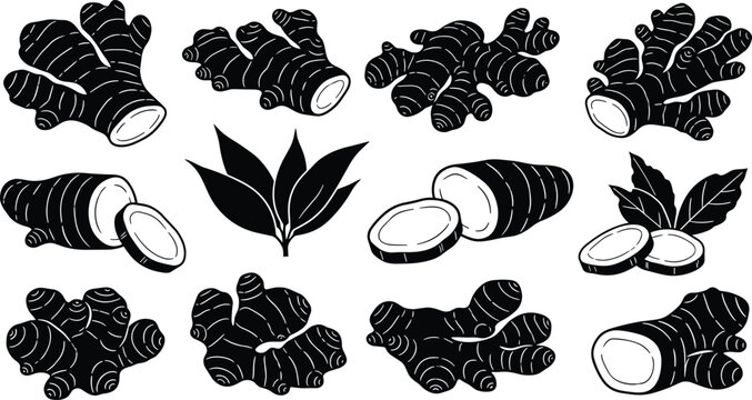 Ginger Root Vector Icon Set with Fresh Turmeric Rhizomes Sliced Spice Pieces Green Leaves and Herbal Ingredient Silhouettes