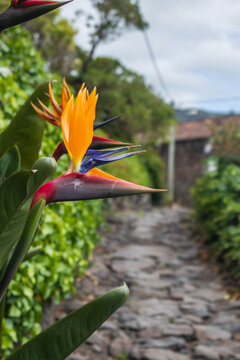 Primer plano de una vibrante flor ex&oacute;tica de Strelitzia al borde de un antiguo camino de piedras tradicionales en un entorno rural de la isla de Flores, Azores.